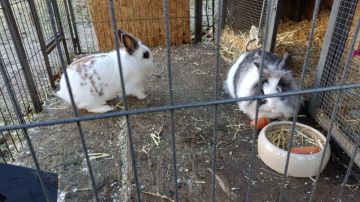 Pet Boarding and Daycare