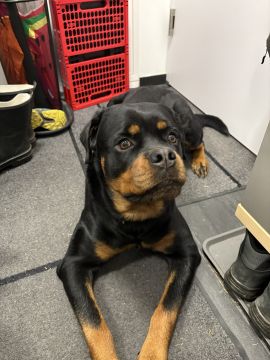 Hundetagesstätte (Hundesitter) - Haustierbetreuung und Tierpension