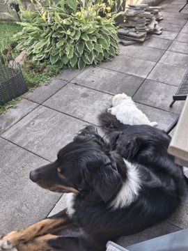 Tierpension
