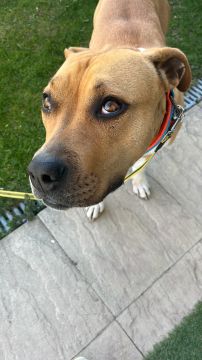 Hundetagesstätte (Hundesitter)