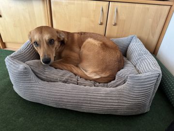 Dog Hotel