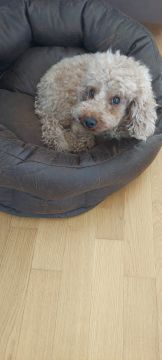 Dog Hotel