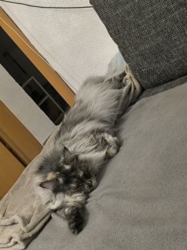 Katzenpension