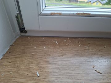 Exterminator - Home Improvements