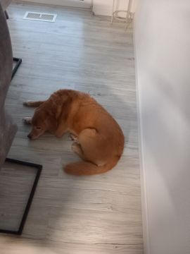 Dog Hotel