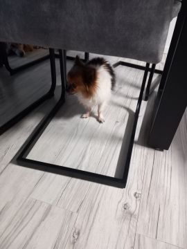 Dog Hotel
