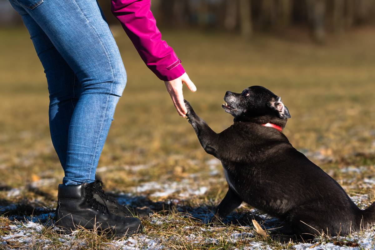 Happy Paws - Urfahr-Umgebung - Hundetraining - Privatunterricht