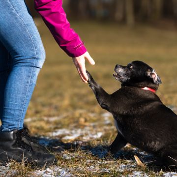 Happy Paws - Urfahr-Umgebung - Hundetraining - Privatunterricht