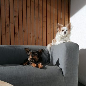 Die Prisca - Imst - Säen