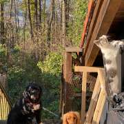 K.N.U.TT - Linz-Land - Hundetraining - Privatunterricht