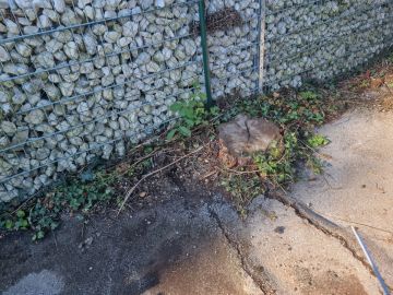 Tree Stump Grinding and Removal