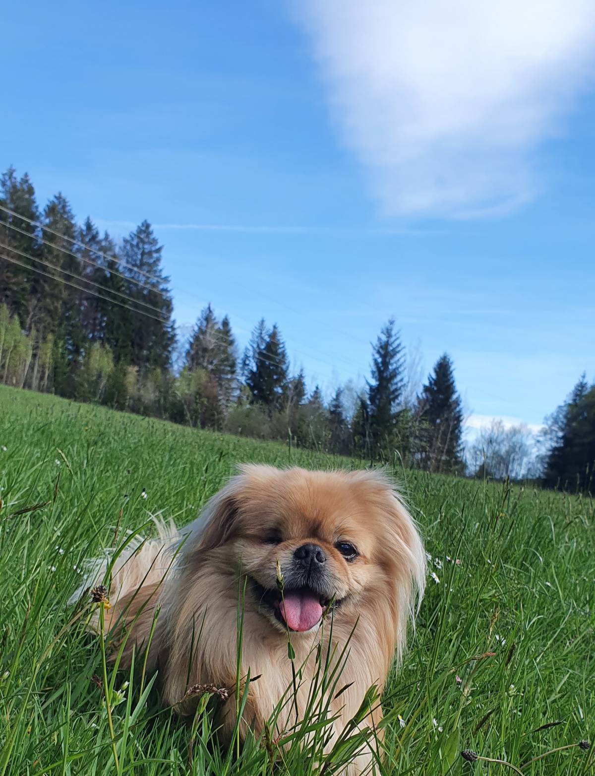 Adrienn László - Sankt Johann im Pongau - Haustiere - Pflege