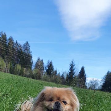 Adrienn László - Sankt Johann im Pongau - Haustiere - Pflege