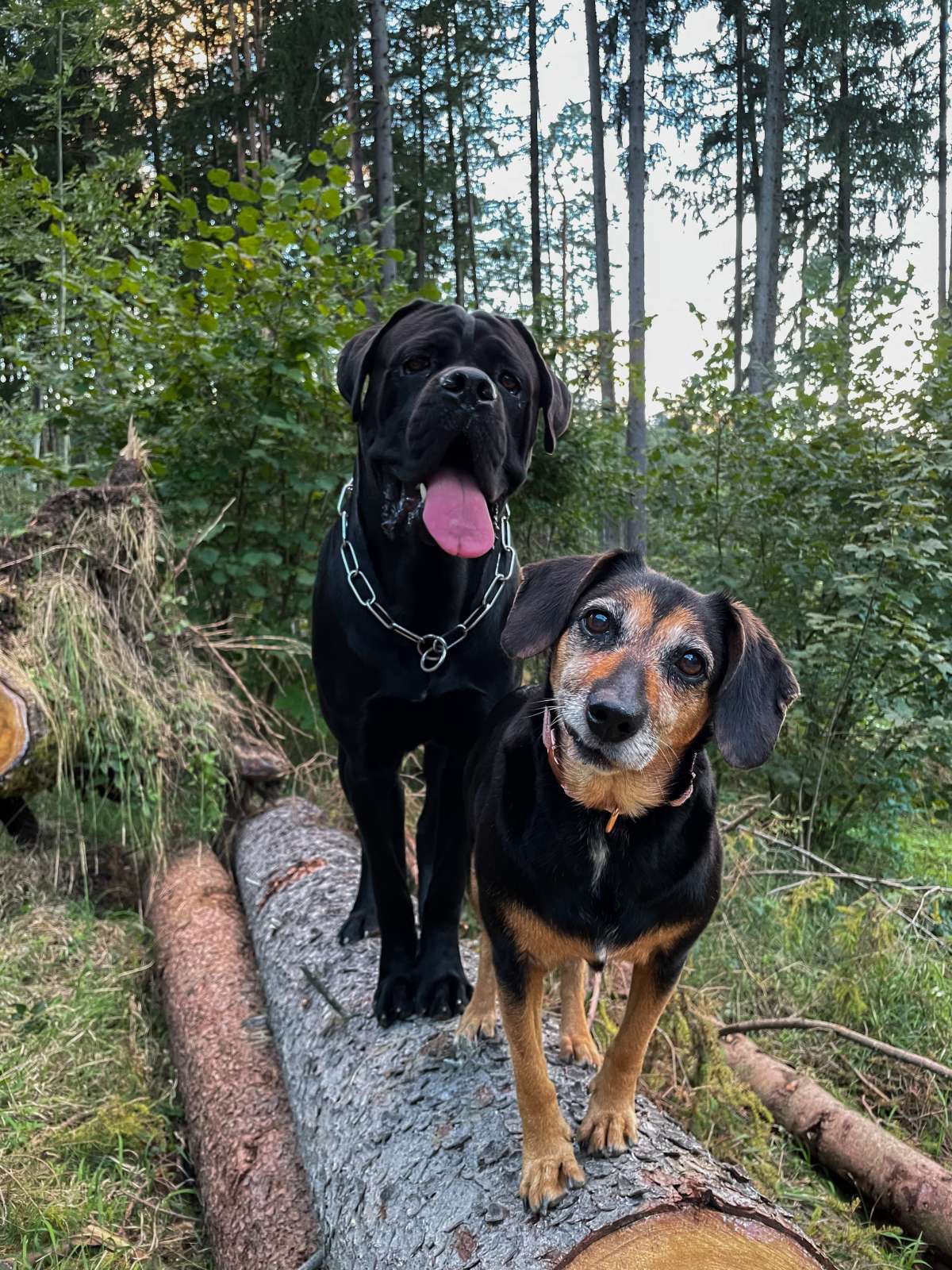 Kasandra Vidovic - Voitsberg - Hundetraining - Privatunterricht