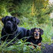 Kasandra Vidovic - Voitsberg - Hundeausführung