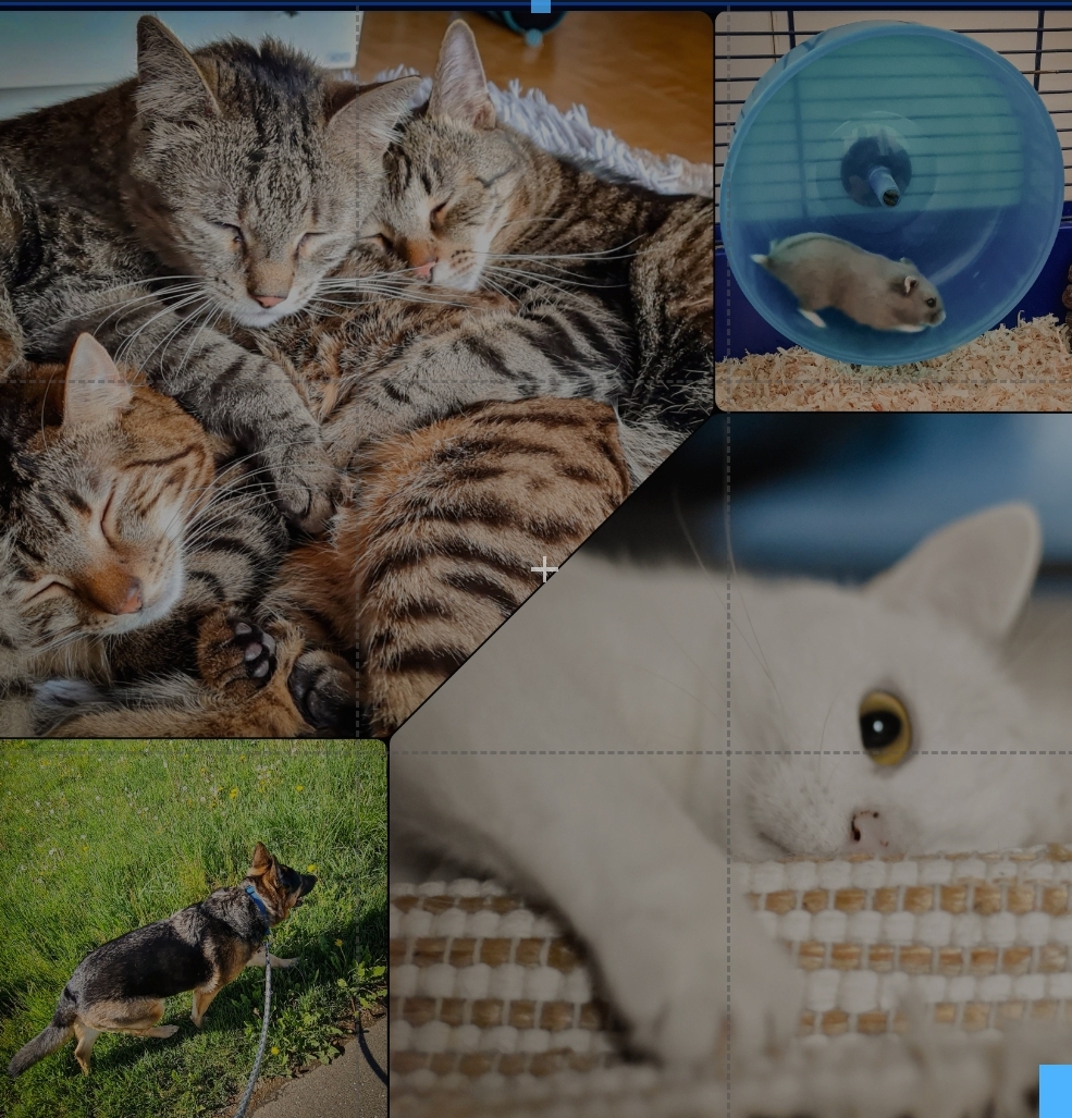 Tierbetreuung Nadine - Wels-Land - Baths and Grooming for Animals