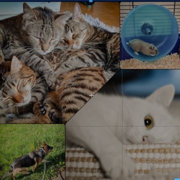 Tierbetreuung Nadine - Wels-Land - Baths and Grooming for Animals