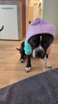 Dog Hotel