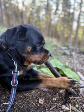 Dog Hotel - Pet Boarding and Daycare