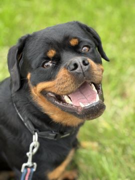 Pet Boarding and Daycare