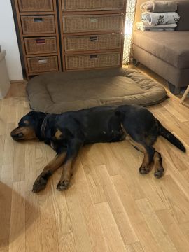 Pet Boarding and Daycare - Pets