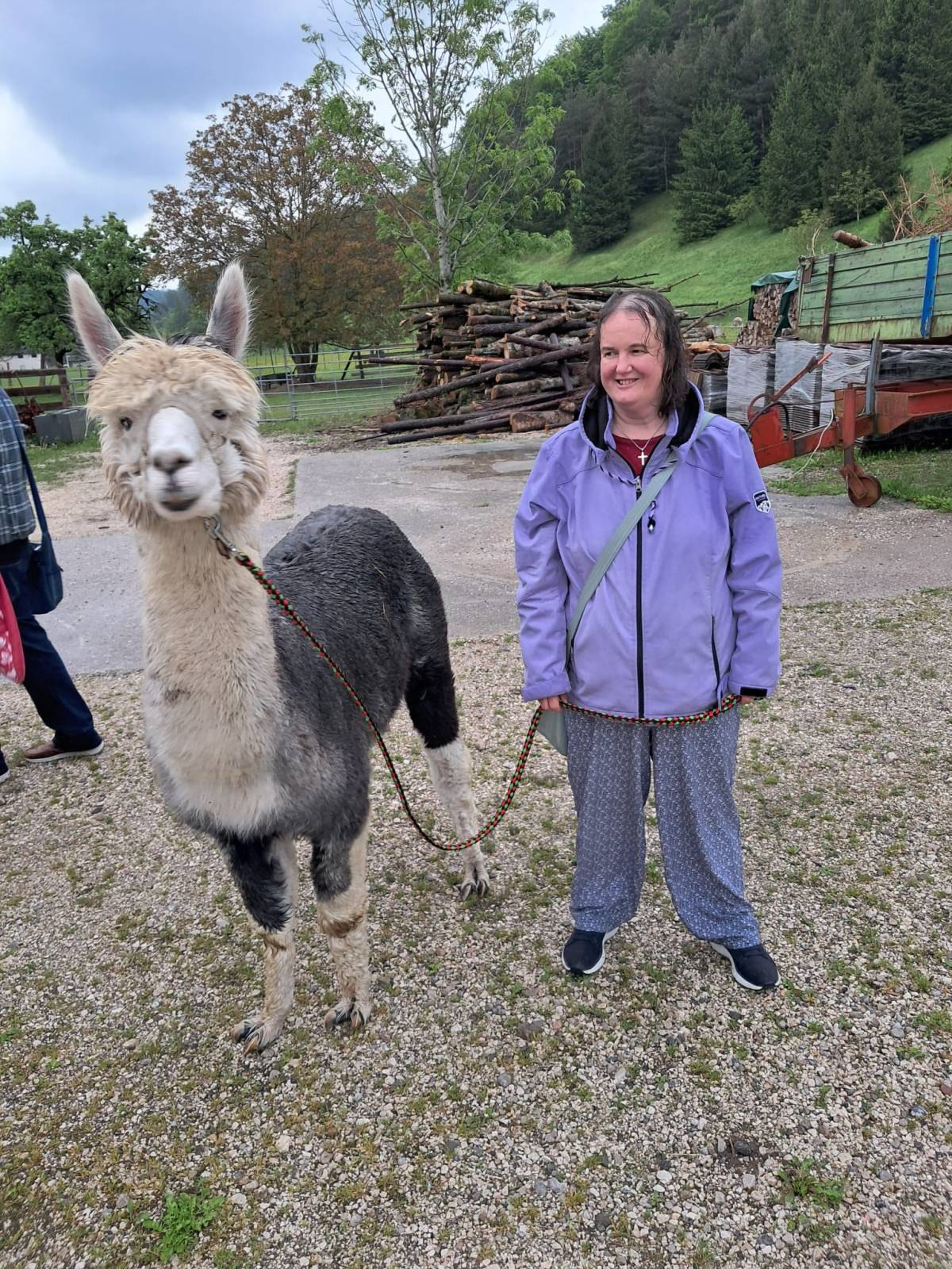 Brigitte Goldgruber - Kirchdorf an der Krems - Cat Grooming