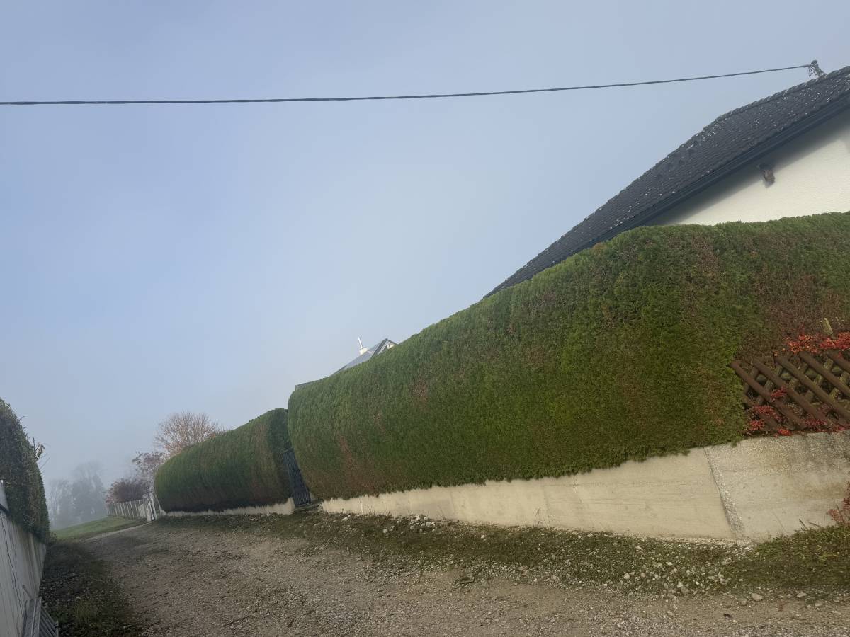 Gärtner handwerker - Linz-Land - Baumpflege