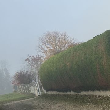 Gärtner handwerker - Linz-Land - Rasen belüften