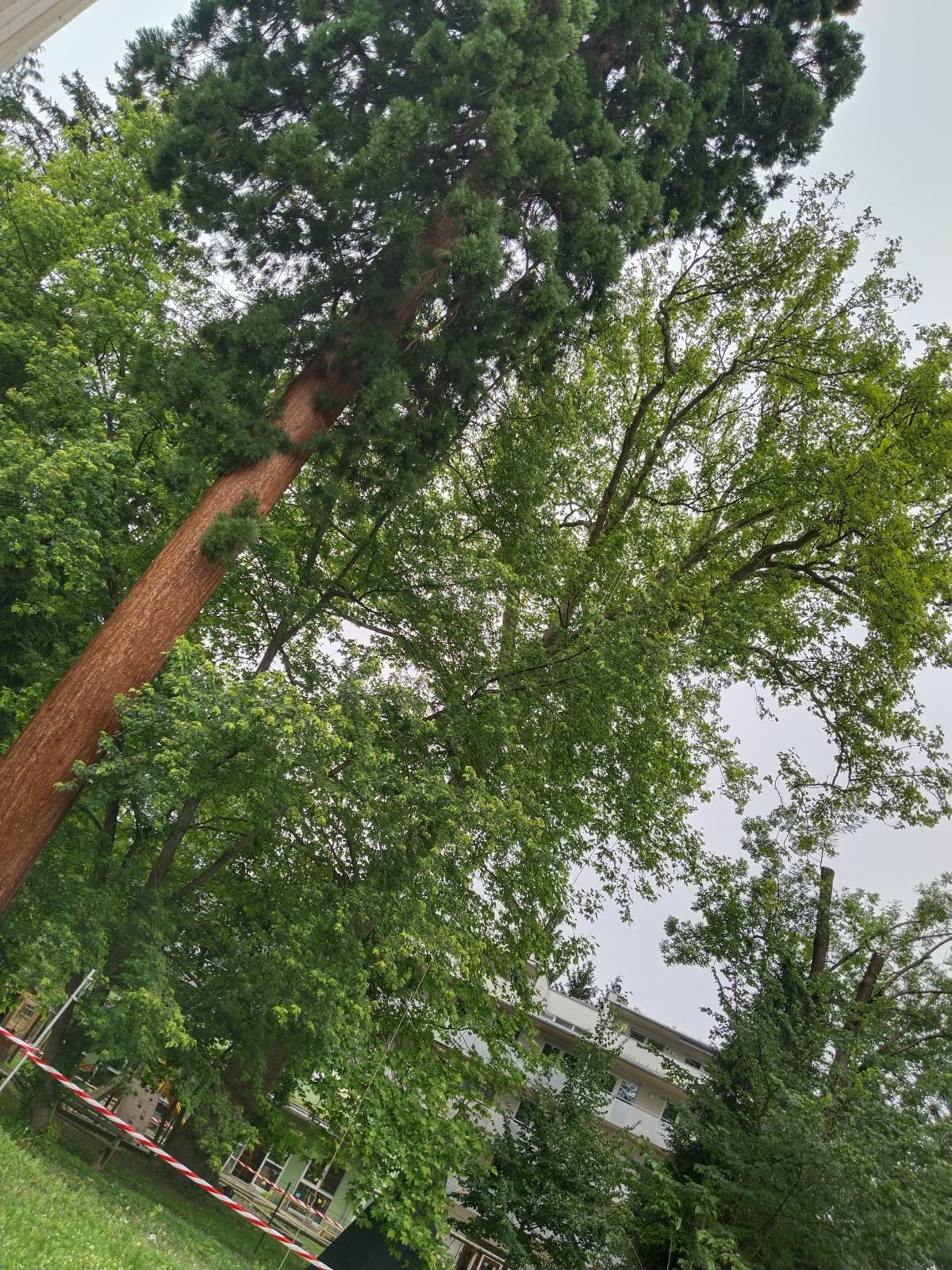 Baumpflege Krammer - Murtal - Tree Stump Grinding and Removal