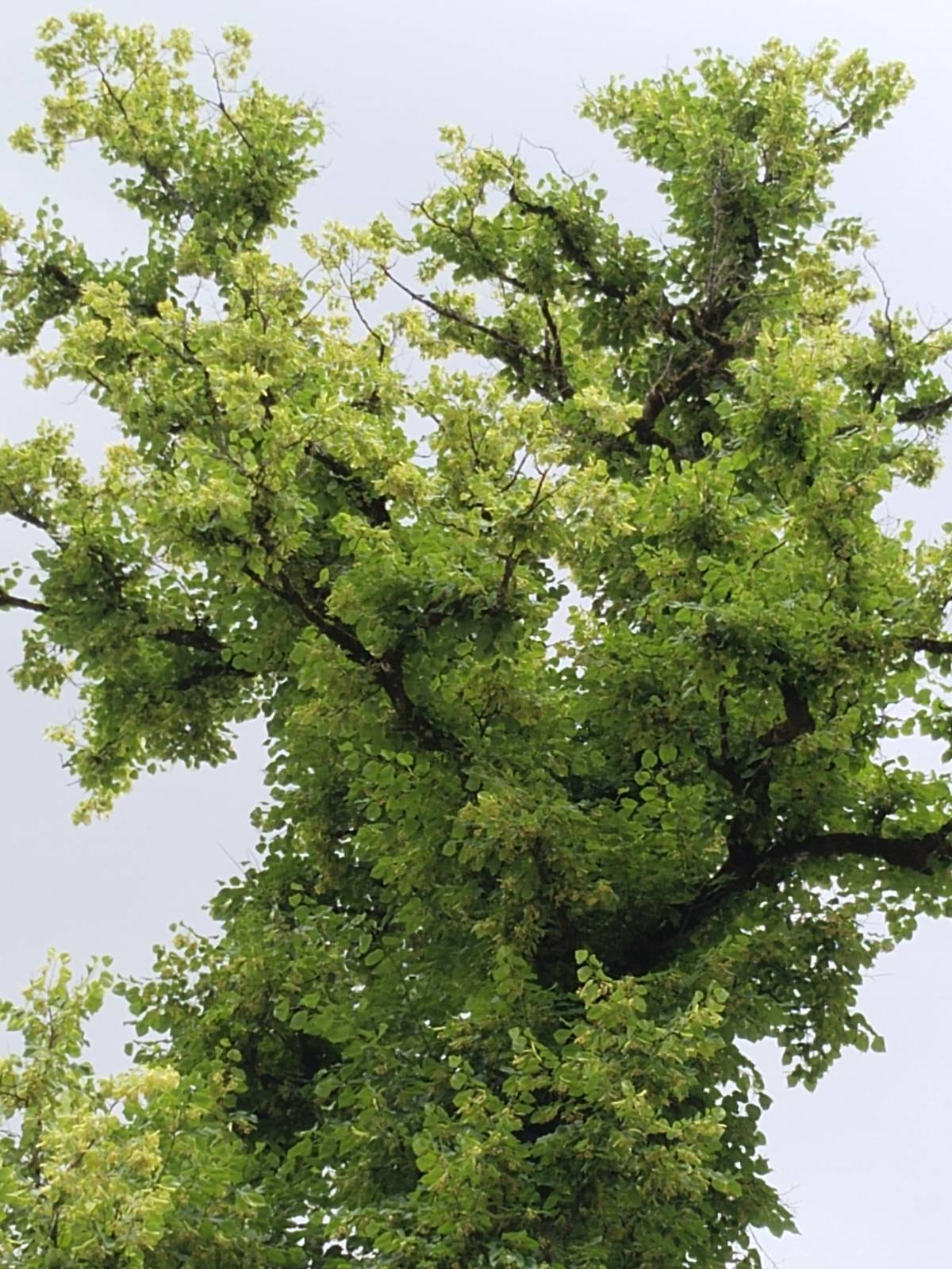 Baumpflege Krammer - Murtal - Tree Trimming and Maintenance
