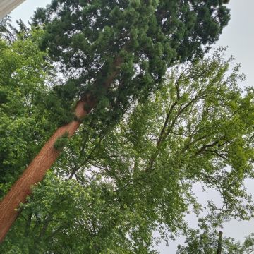 Baumpflege Krammer - Murtal - Tree Stump Grinding and Removal