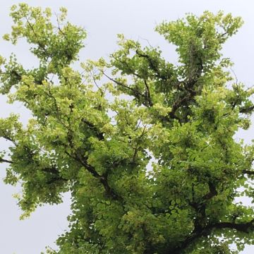 Baumpflege Krammer - Murtal - Tree Trimming and Maintenance