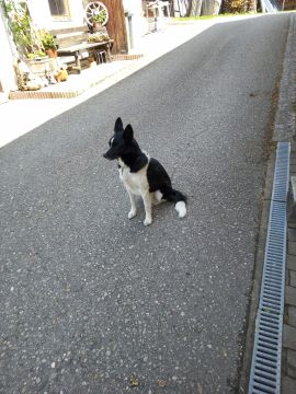 Tierpension