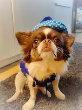Dog Hotel