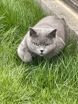 Katzenpension
