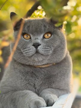 Katzenpfleger