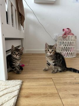 Katzenpfleger