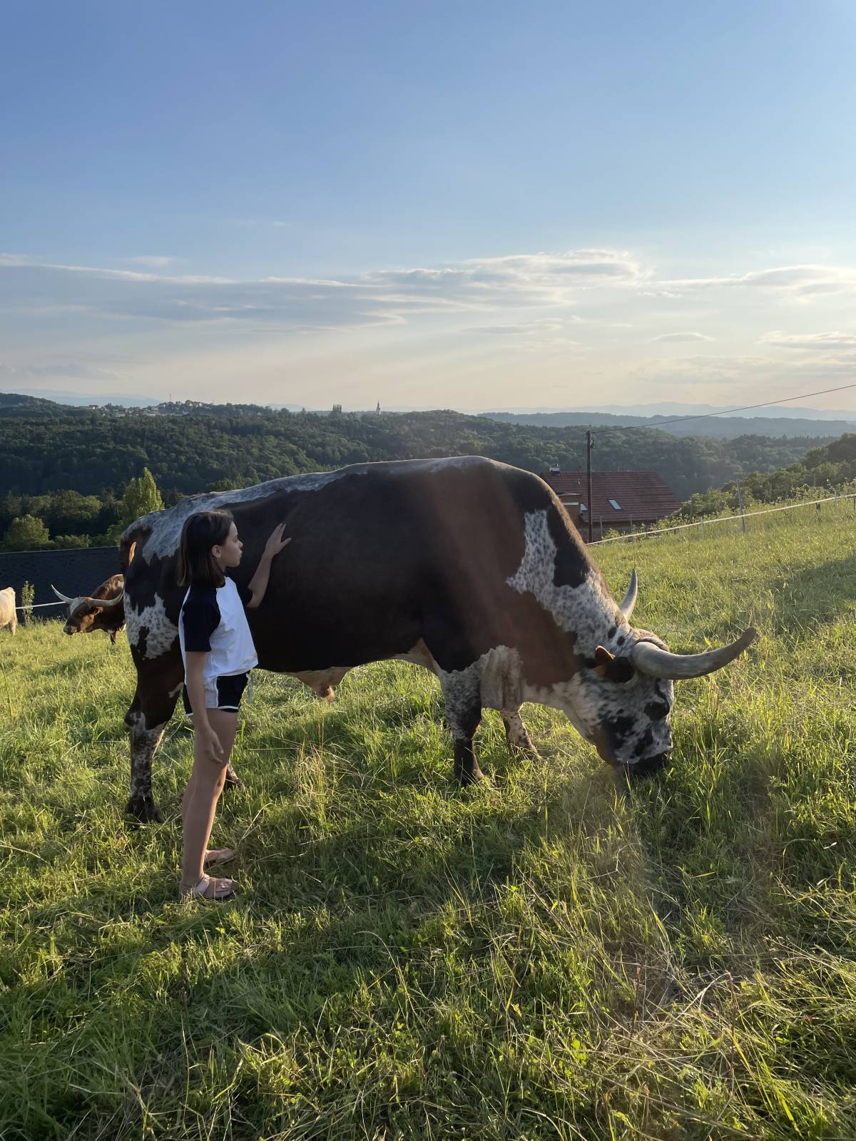 Jawahillranch - Südoststeiermark - Hundepension