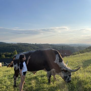 Jawahillranch - Südoststeiermark - Hundepension