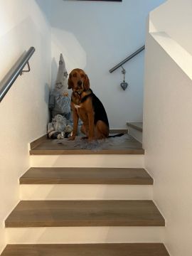 Hundepension - T. H.
