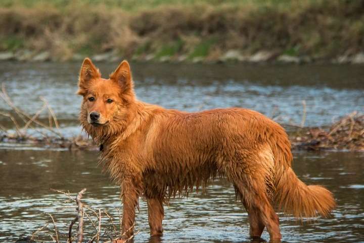 Jasmin - Wien - Hundepension