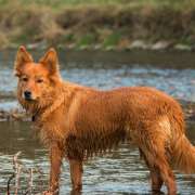 Jasmin - Wien - Hundepension