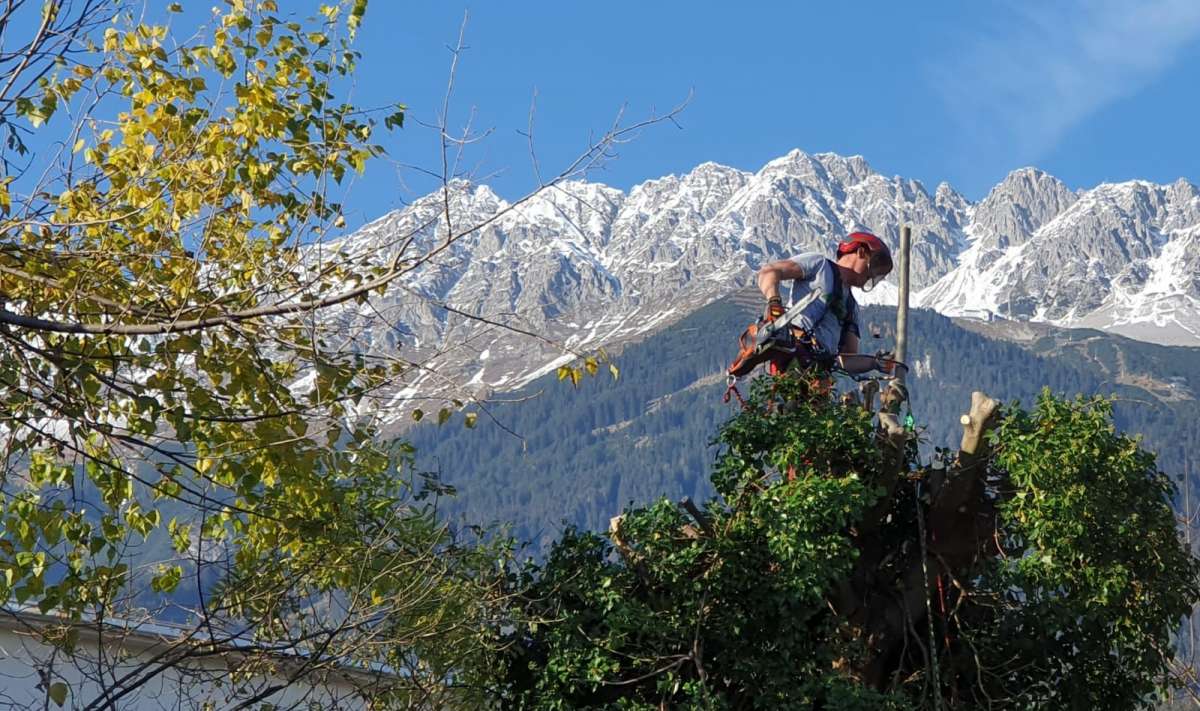 Treespiders - Schwaz - Entfernung von Gebüsch- und Baumaufwuchs