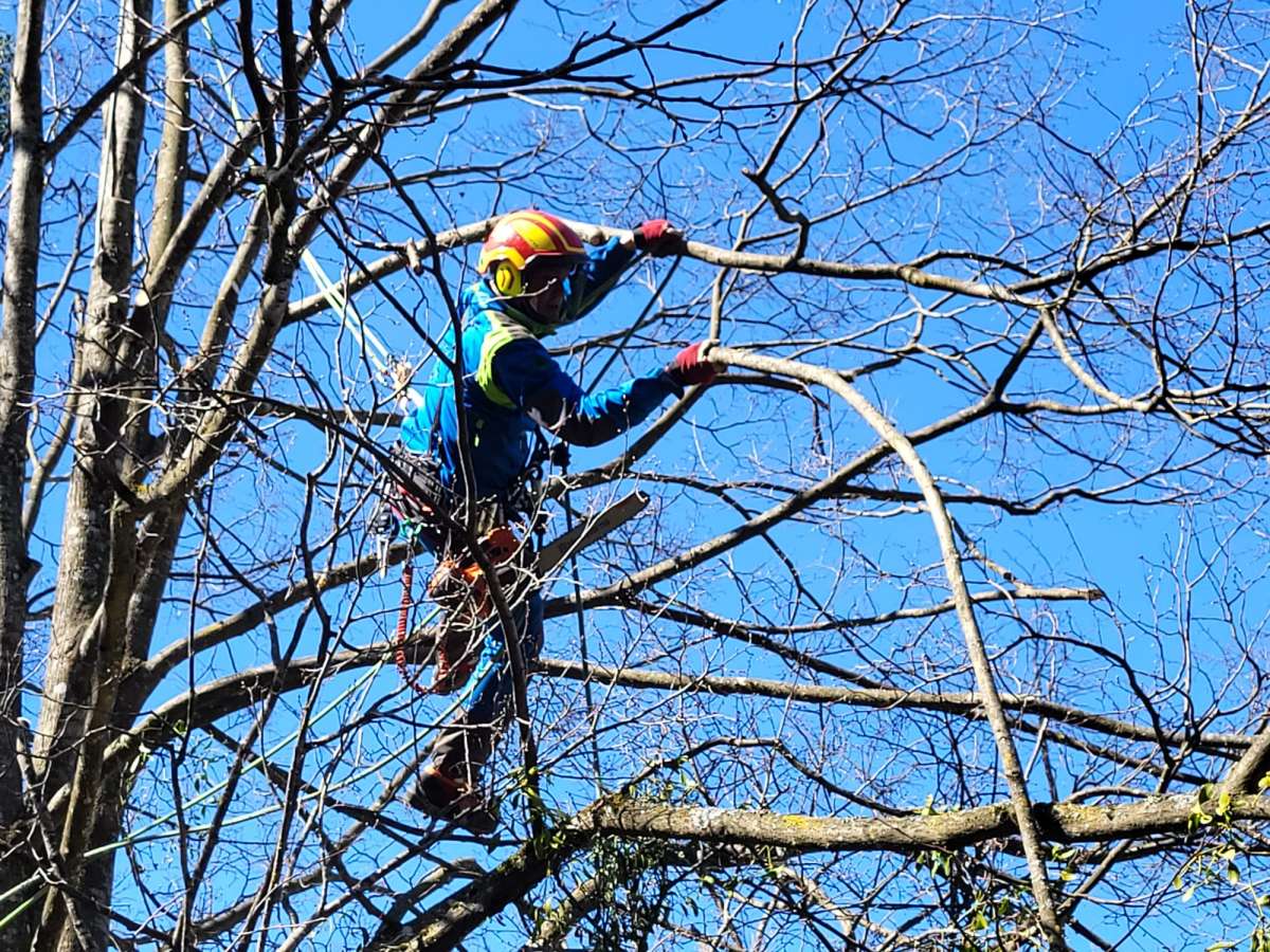Treespiders - Schwaz - Shrub Maintenance
