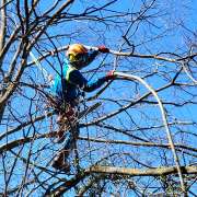 Treespiders - Schwaz - Strauch- und Heckenpflege