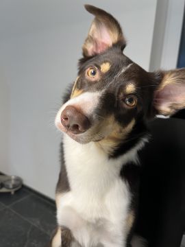 Dog Hotel - Pets