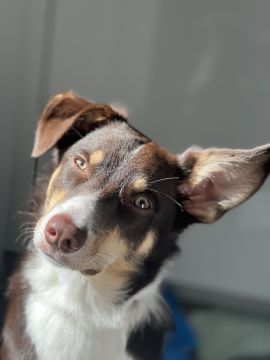 Pet Boarding and Daycare
