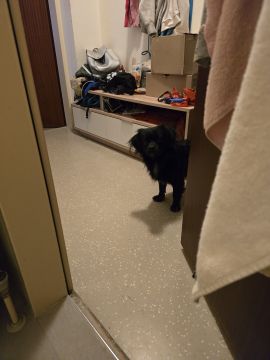 Dog Hotel