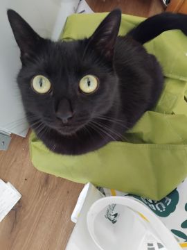 Katzenpfleger