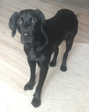Hundetagesstätte (Hundesitter)